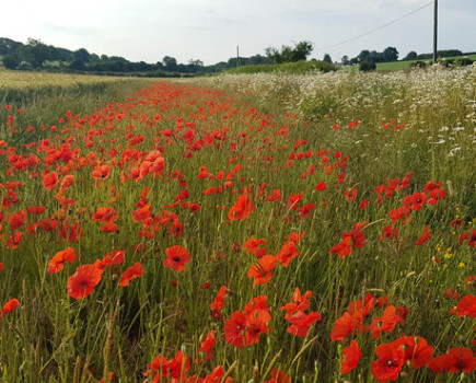 Kent farmers urged to share their views on environment schemes