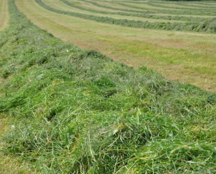 Take steps to head off silage shortfalls