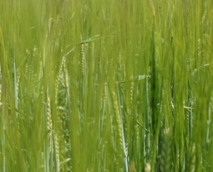 Plan backwards for better yields in spring barley