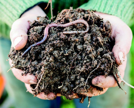 Healthy soils – the key to unlocking yield