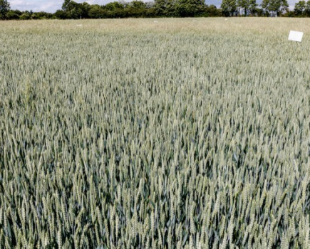 Extra boost to post-em blackgrass control