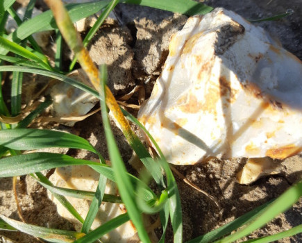 Yellow rust – monitor and act to prevent yield losses