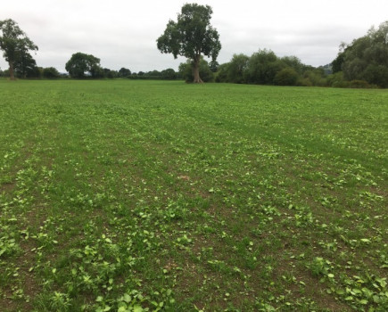 Keep new-sown leys free of weeds