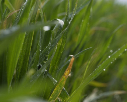 Survey shows wheat growers massively in favour of early disease prevention