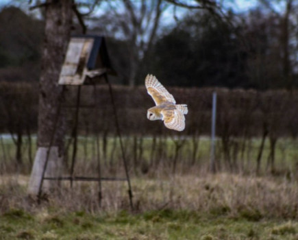 The Big Farmland Bird Count is here