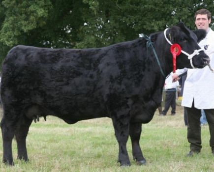 Creep feed suckler calves or risk extended finishing and higher costs