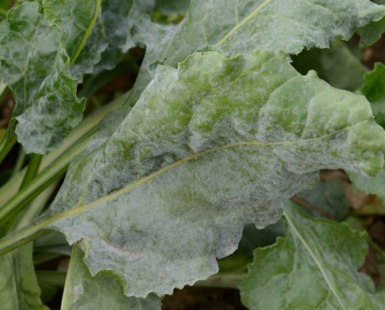 Sugar beet under pressure from disease risk