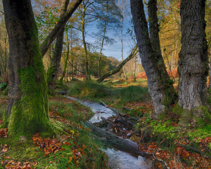 Expanding, protecting and improving our woodlands