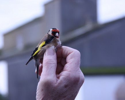 Farming Industry unites to support the 2015 Big Farmland Bird Count