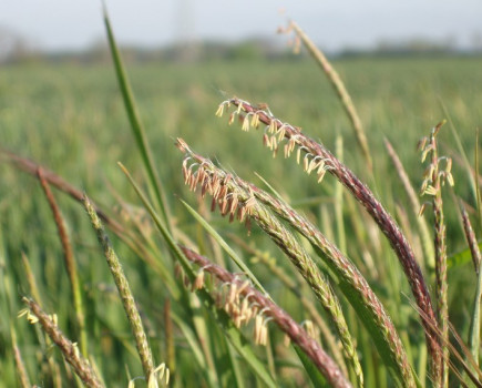 New ‘early warning system’ finds blackgrass evolving resistance to glyphosate