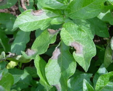 Include zoxamide in all blight control programmes