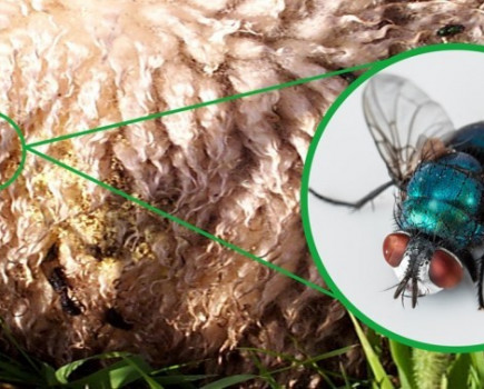 Don’t get caught out by blowfly this autumn