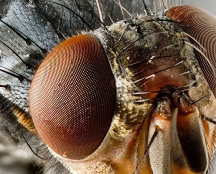 First blowfly strike cases of 2019 reported