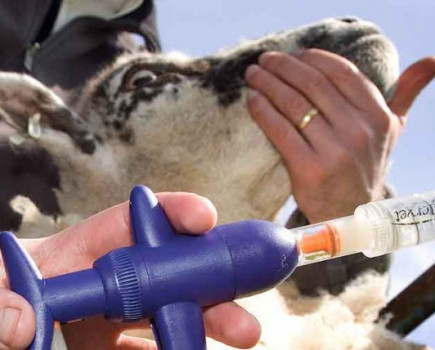 Bluetongue vaccine available