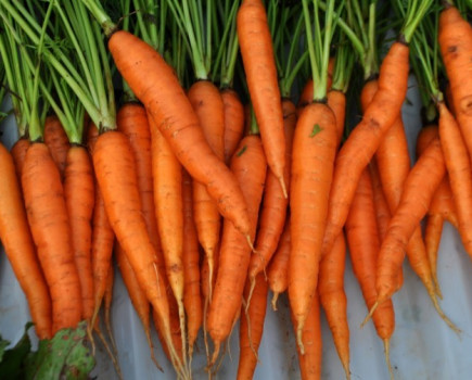 UK carrot growers break new ground with organic promotion