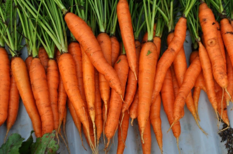 Carrot growers call for support as weather leaves lasting legacy