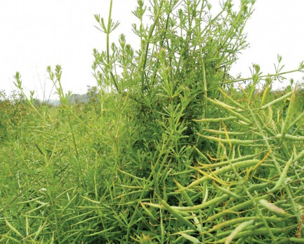 Be ready to target cleavers and thistles in oilseed rape