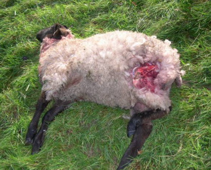 Opportunity for all to get involved in NSA sheep worrying campaign