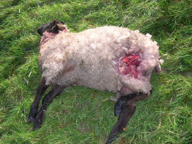 Opportunity for all to get involved in NSA sheep worrying campaign