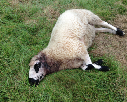 Flock of Pedigree sheep mauled in latest dog attack