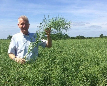 Top yielding Clearfield variety