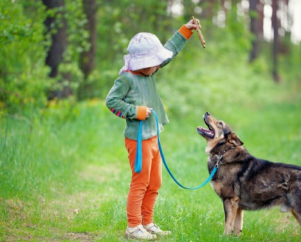 Dog owners reminded to keep their dogs on a lead this autumn