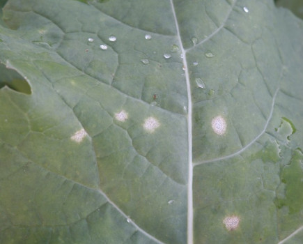 Back to basics for Phoma stem canker