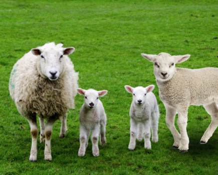 Record breaking lamb born in Kent