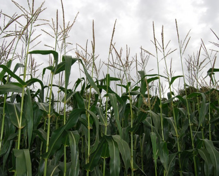 2019 Forage Maize and Biogas Maize Descriptive Lists issued