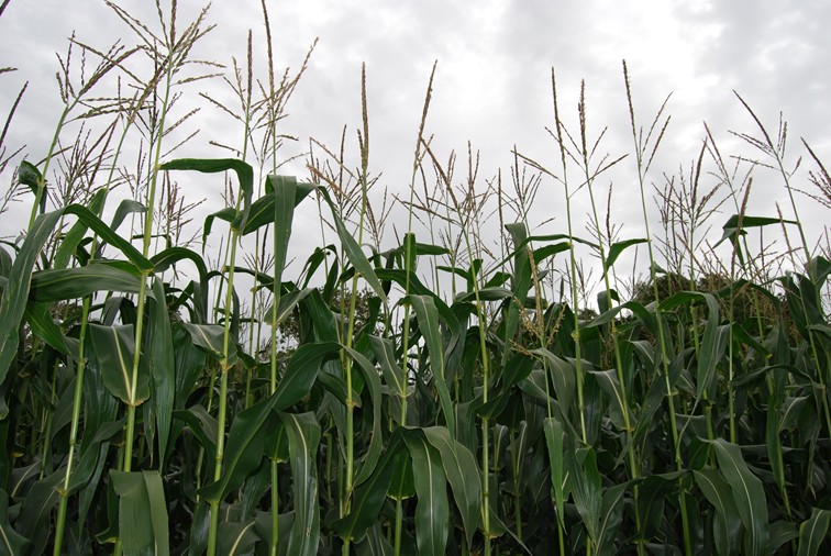 2019 Forage Maize and Biogas Maize Descriptive Lists issued