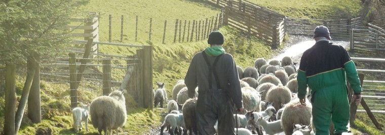 Co-op extends lamb farming group