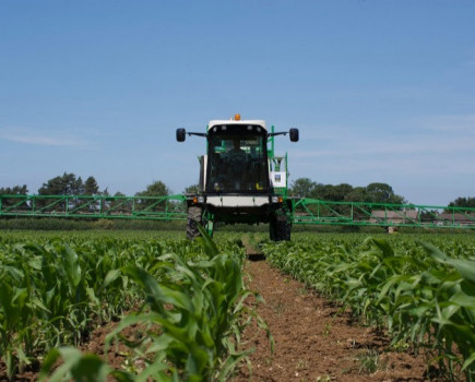 Go early to avoid loss in maize yields