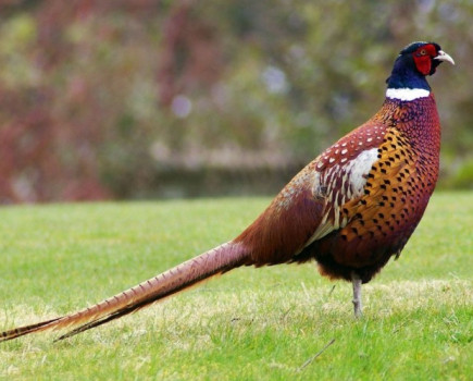 Project investigates breeding success of pheasants