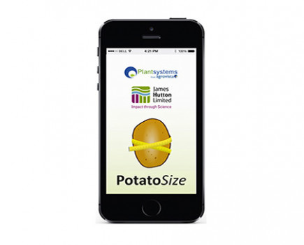 Assessing potato size pre-harvest