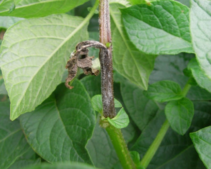 Start fungicide programmes now to beat potato blight this season