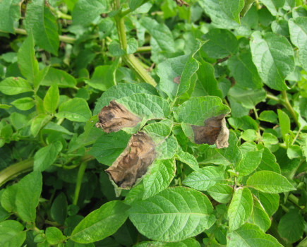 Anti resistance strategy in potatoes