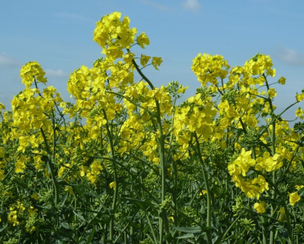 Development of this year’s winter oilseed rape crop