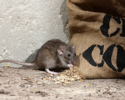 Farmers warned to tackle rat problems early