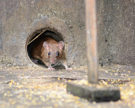 Ten top tips on maintaining your yard to help prevent pests