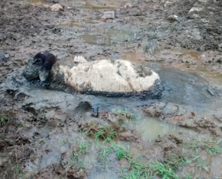 Prized ram rescued from mud