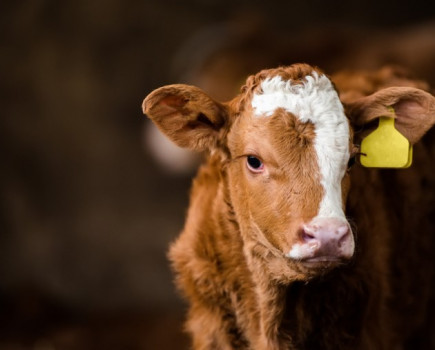 New treatment for coccidiosis in beef calves