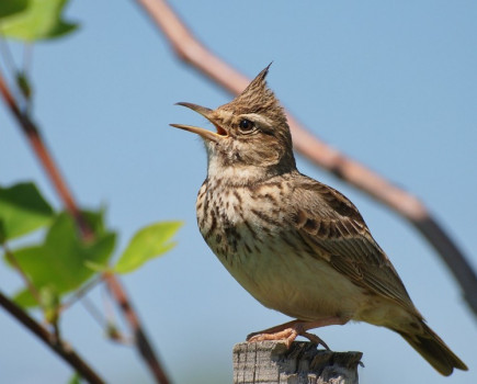 Farmland bird numbers tumble