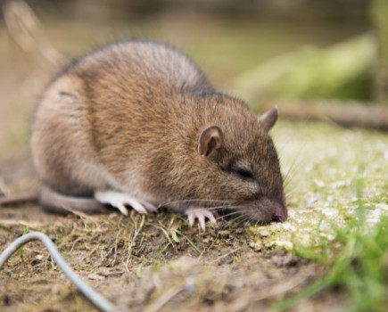 Mixed outlook for practical rat control