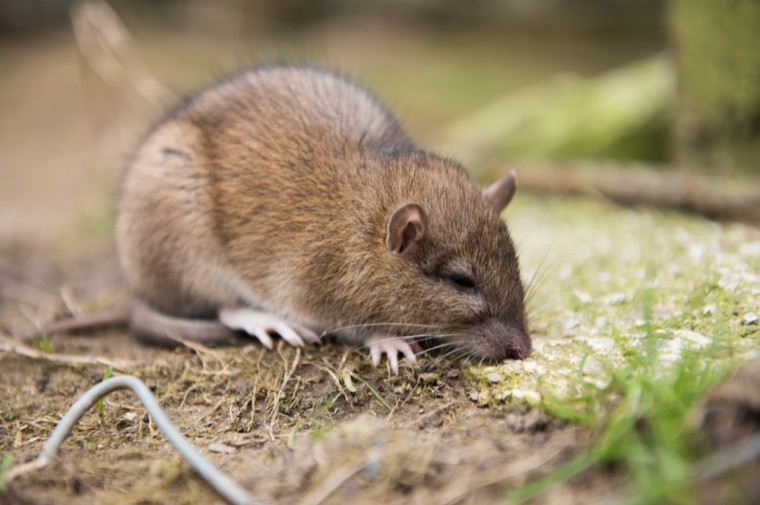 Mixed outlook for practical rat control
