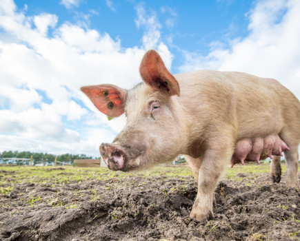 Baffling decision leaves pigs at risk