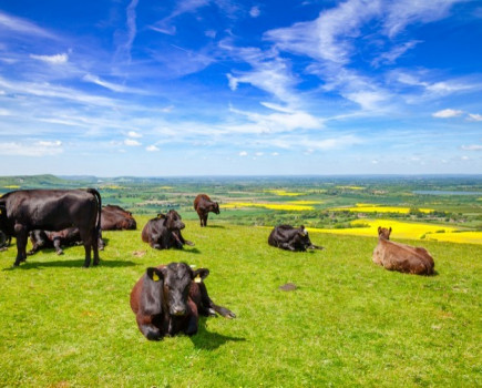 Farmers to blame for bovine TB in West Sussex