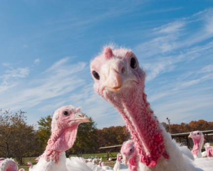 Essex farm offers turkey drive-through