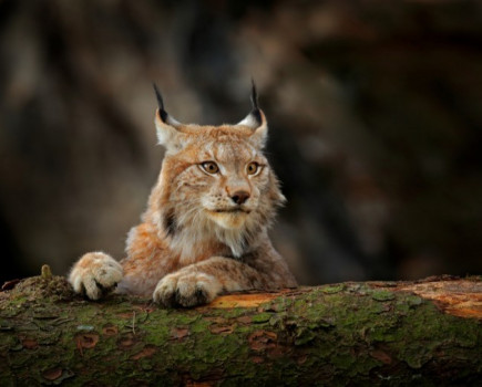 Risks of reintroducing lynx in the UK