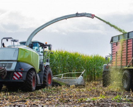 Forage budgeting critical this year