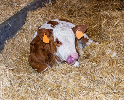 How livestock farmers can maximise straw usage this winter​